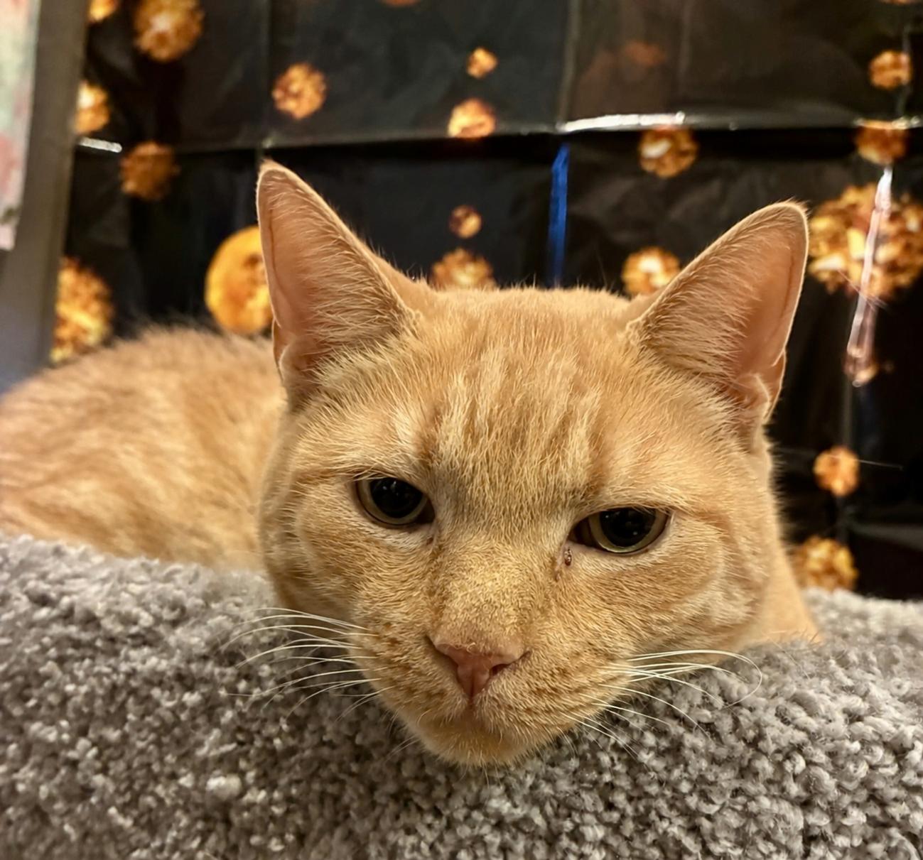 Enlarge Butters (FIV+), a Adoptable Domestic Short Hair in Glendale, AZ image 1/2