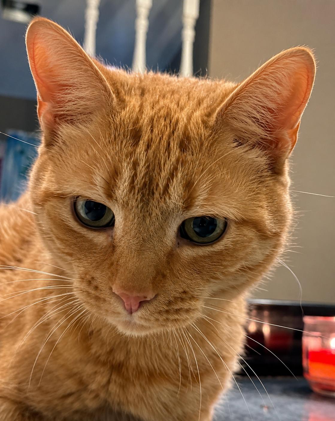 Enlarge Butters (FIV+), a Adoptable Domestic Short Hair in Glendale, AZ image 2/2