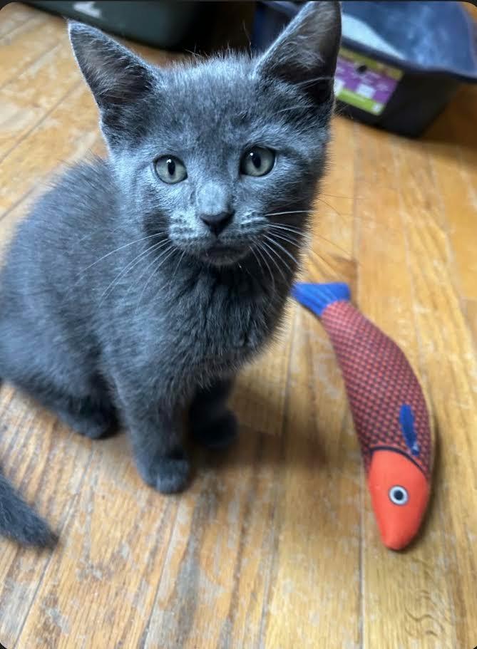 Enlarge Carlsbad, a Adoptable mixed breed in Hamilton, OH image 1/1
