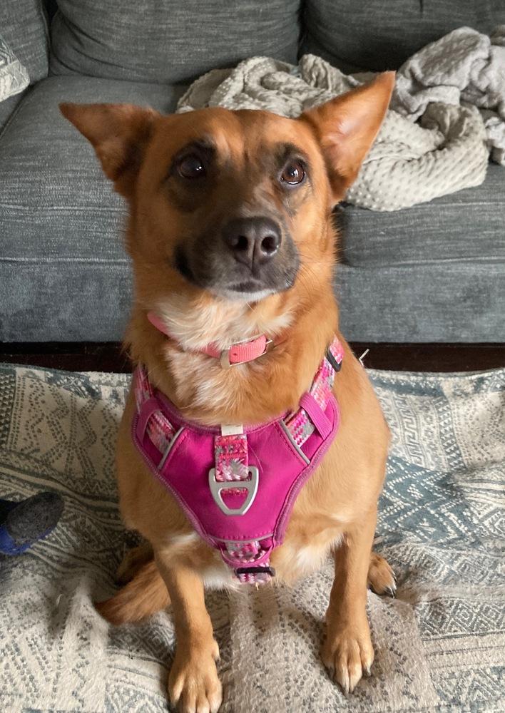 Avie, a Adoptable mixed breed in Loveland, OH image 1/6