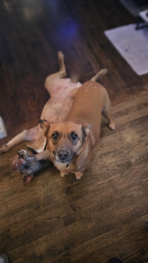 Avie, Adoptable, Adult Female Australian Cattle Dog / Blue Heeler.