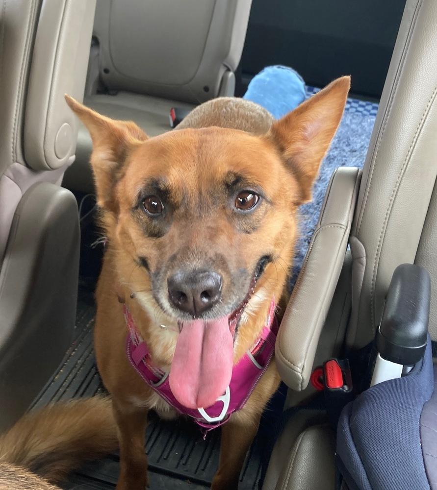 Avie, a Adoptable mixed breed in Loveland, OH image 3/6