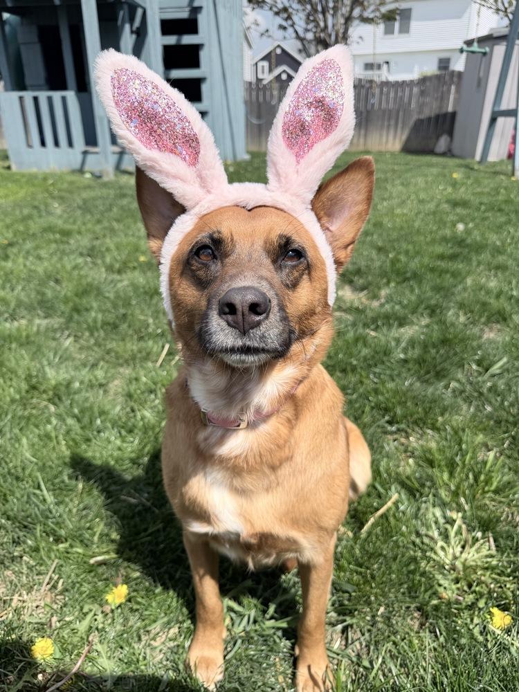 Avie, a Adoptable mixed breed in Loveland, OH image 4/6
