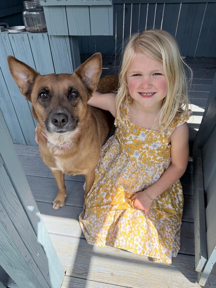 Avie, a Adoptable mixed breed in Loveland, OH image 5/6