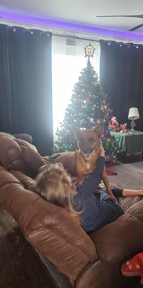 Enlarge Avie, a Adoptable mixed breed in Loveland, OH image 5/6