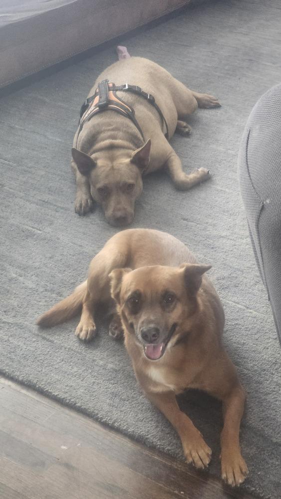 Enlarge Avie, a Adoptable mixed breed in Loveland, OH image 6/6