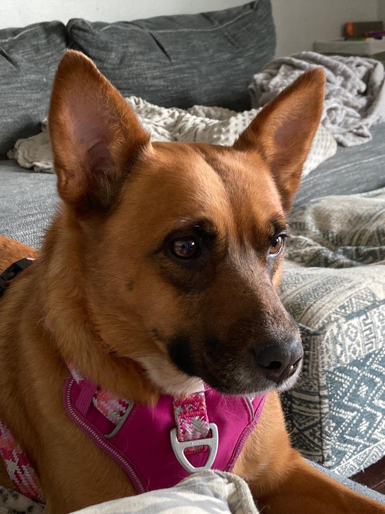 Avie, a Adoptable mixed breed in Loveland, OH image 6/6