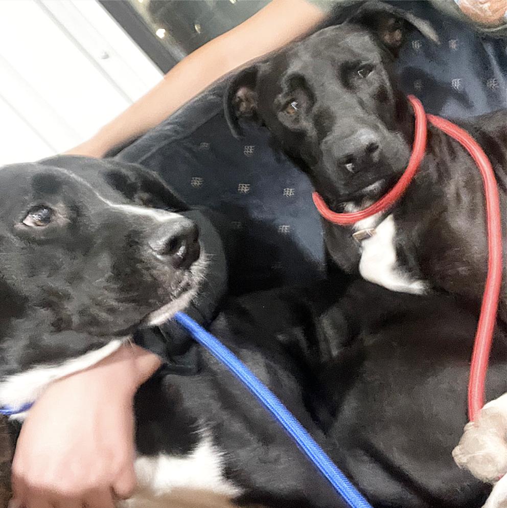 Enlarge Tuxie, a Adoptable mixed breed in Boston, MA image 2/6