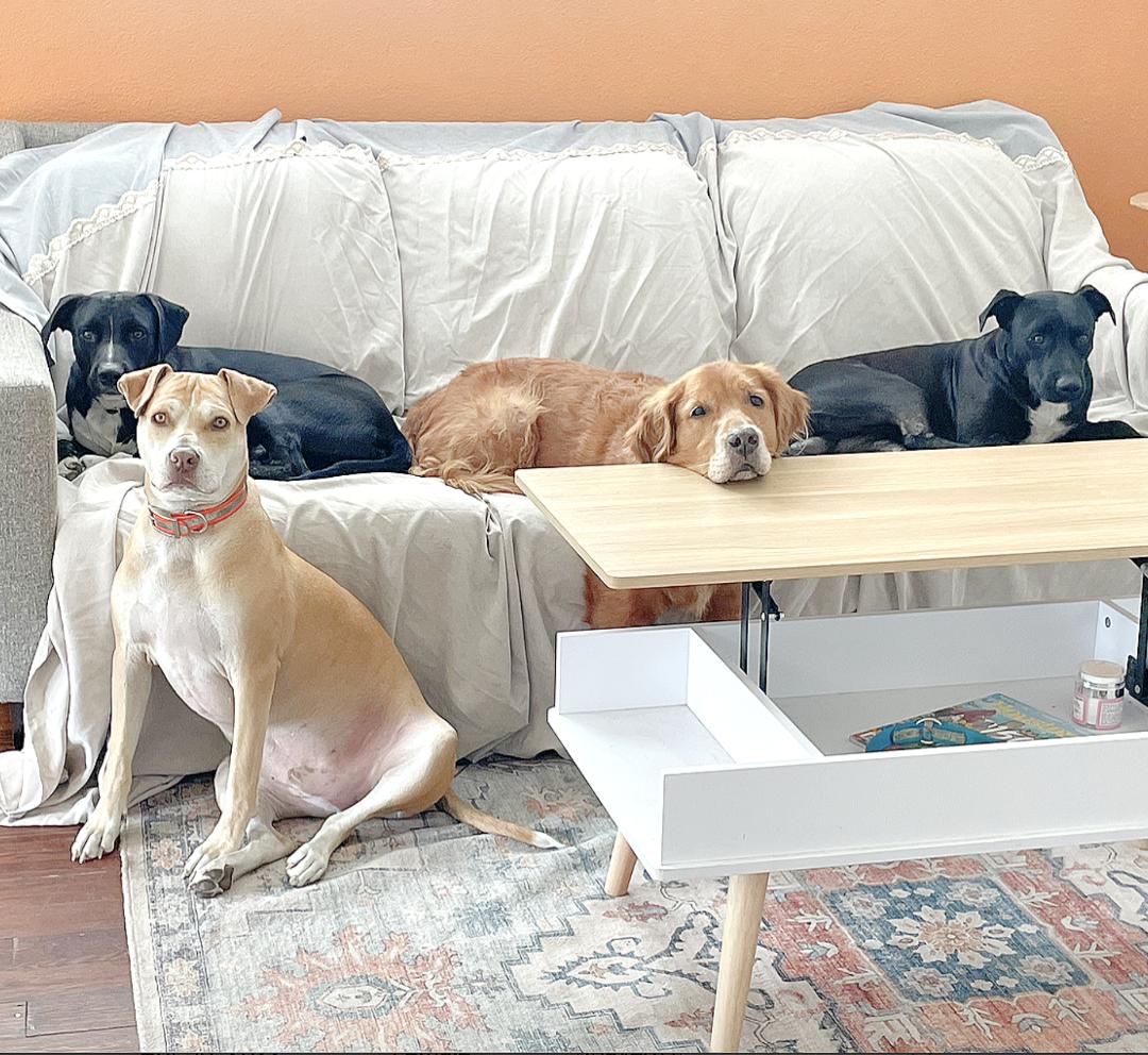 Enlarge Tuxie, a Adoptable mixed breed in Boston, MA image 4/6