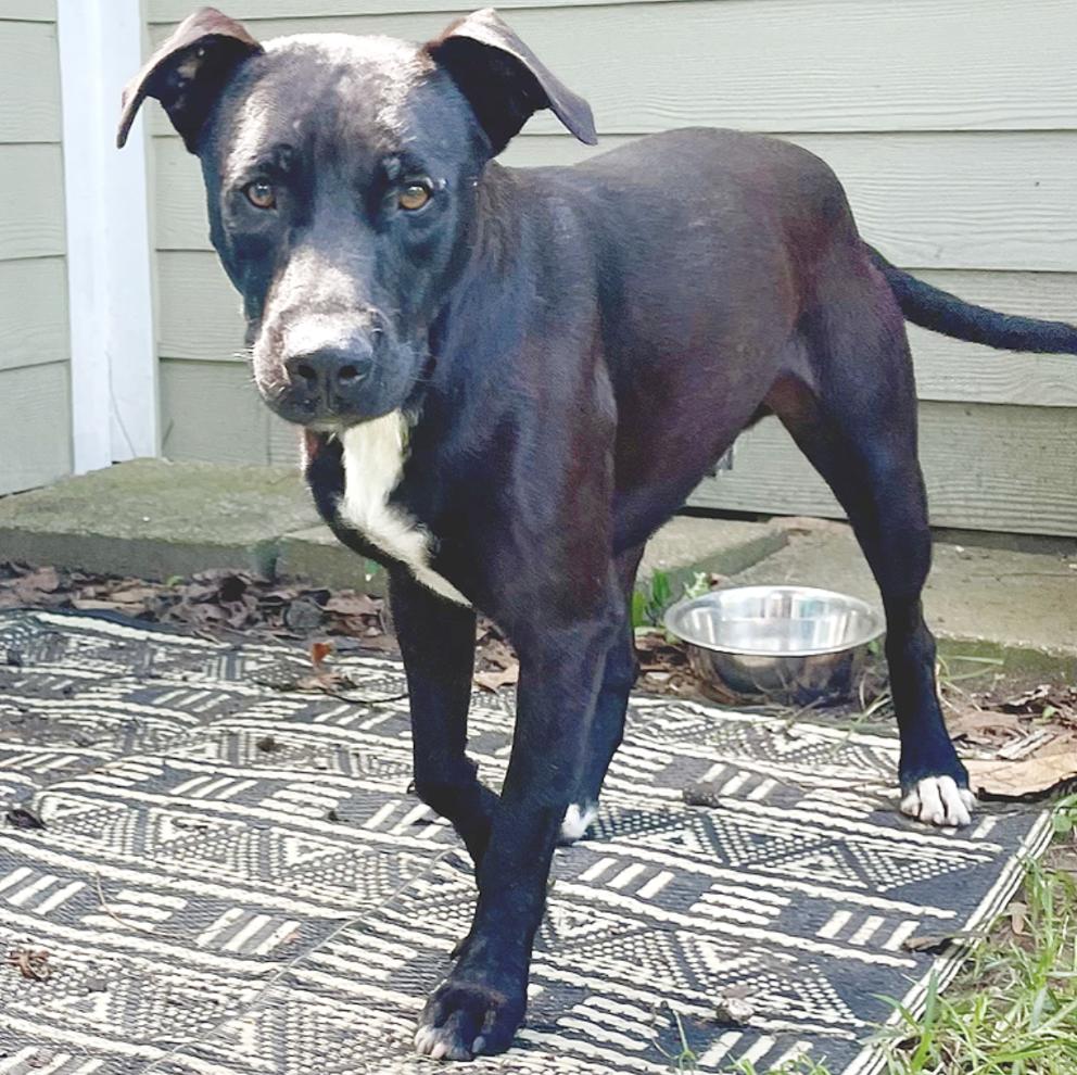 Enlarge Tuxie, a Adoptable mixed breed in Boston, MA image 1/6
