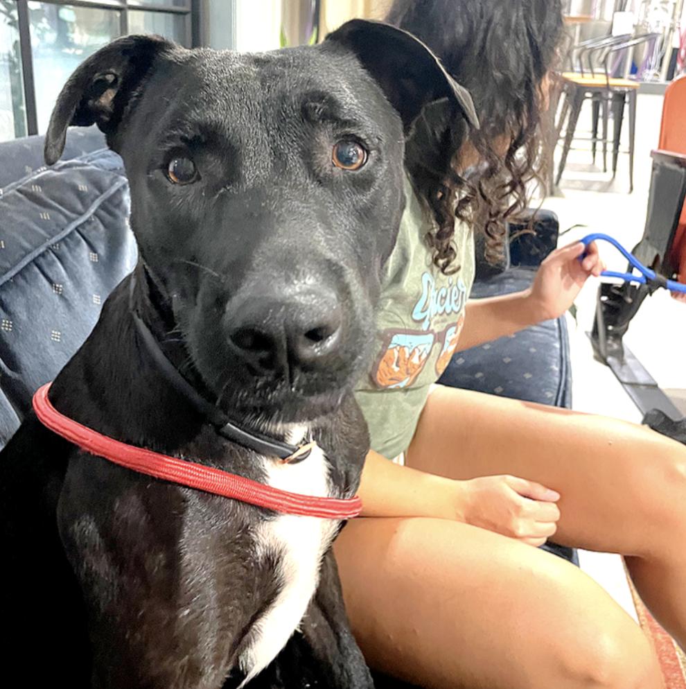 Enlarge Tuxie, a Adoptable mixed breed in Boston, MA image 5/6