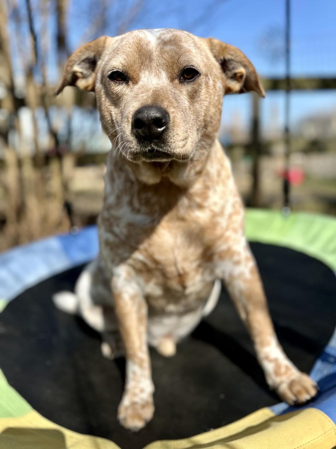 Enlarge Fritz, a Adoptable mixed breed in Whitewright, TX image 4/6
