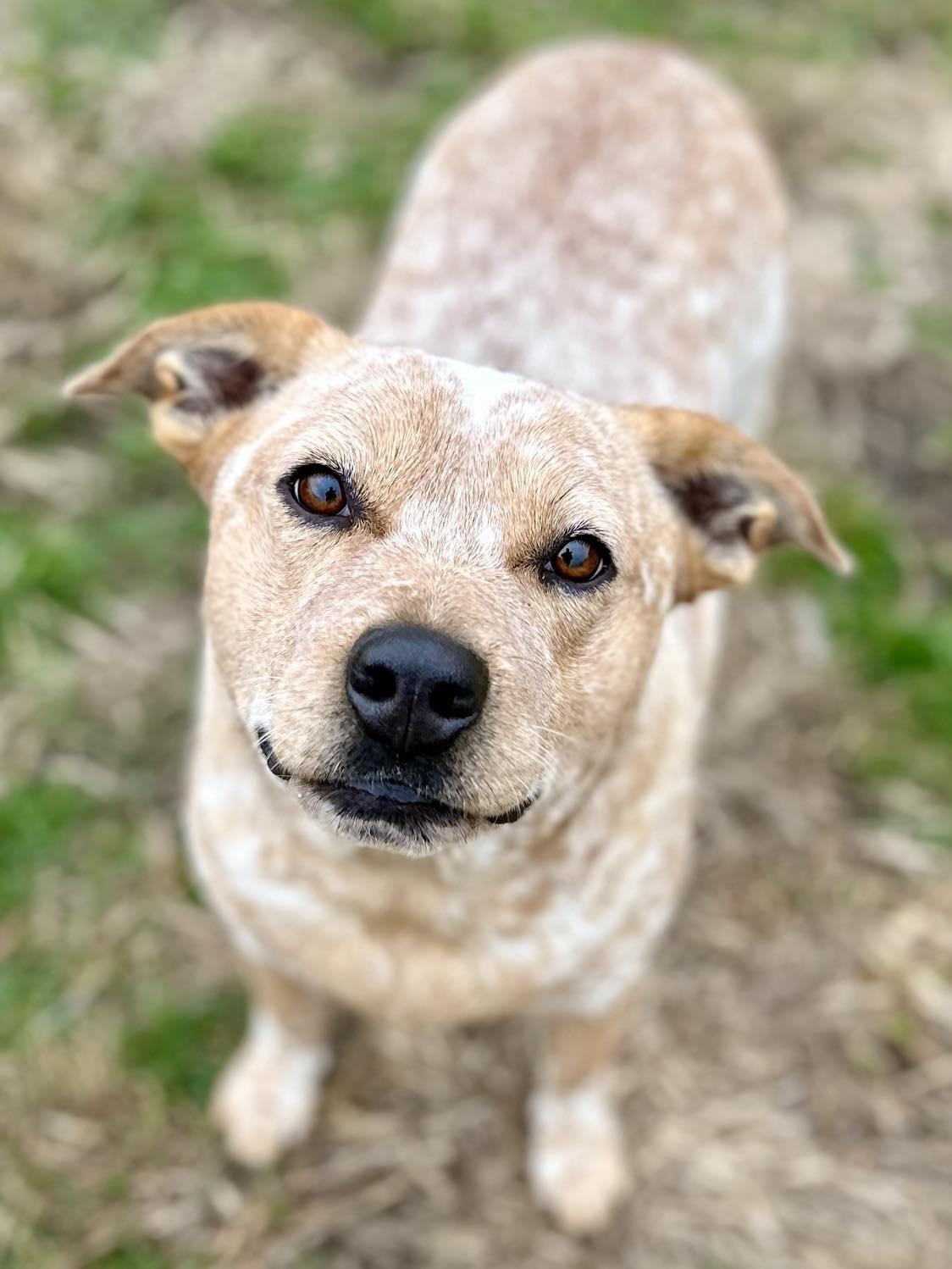 Enlarge Fritz, a Adoptable mixed breed in Whitewright, TX image 5/6