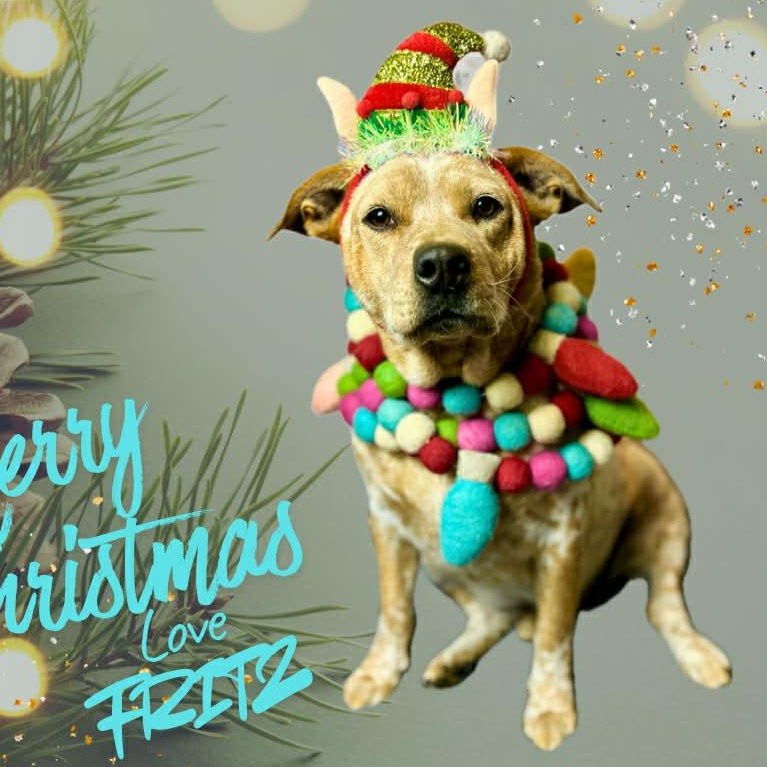 Enlarge Fritz, a Adoptable mixed breed in Whitewright, TX image 1/6