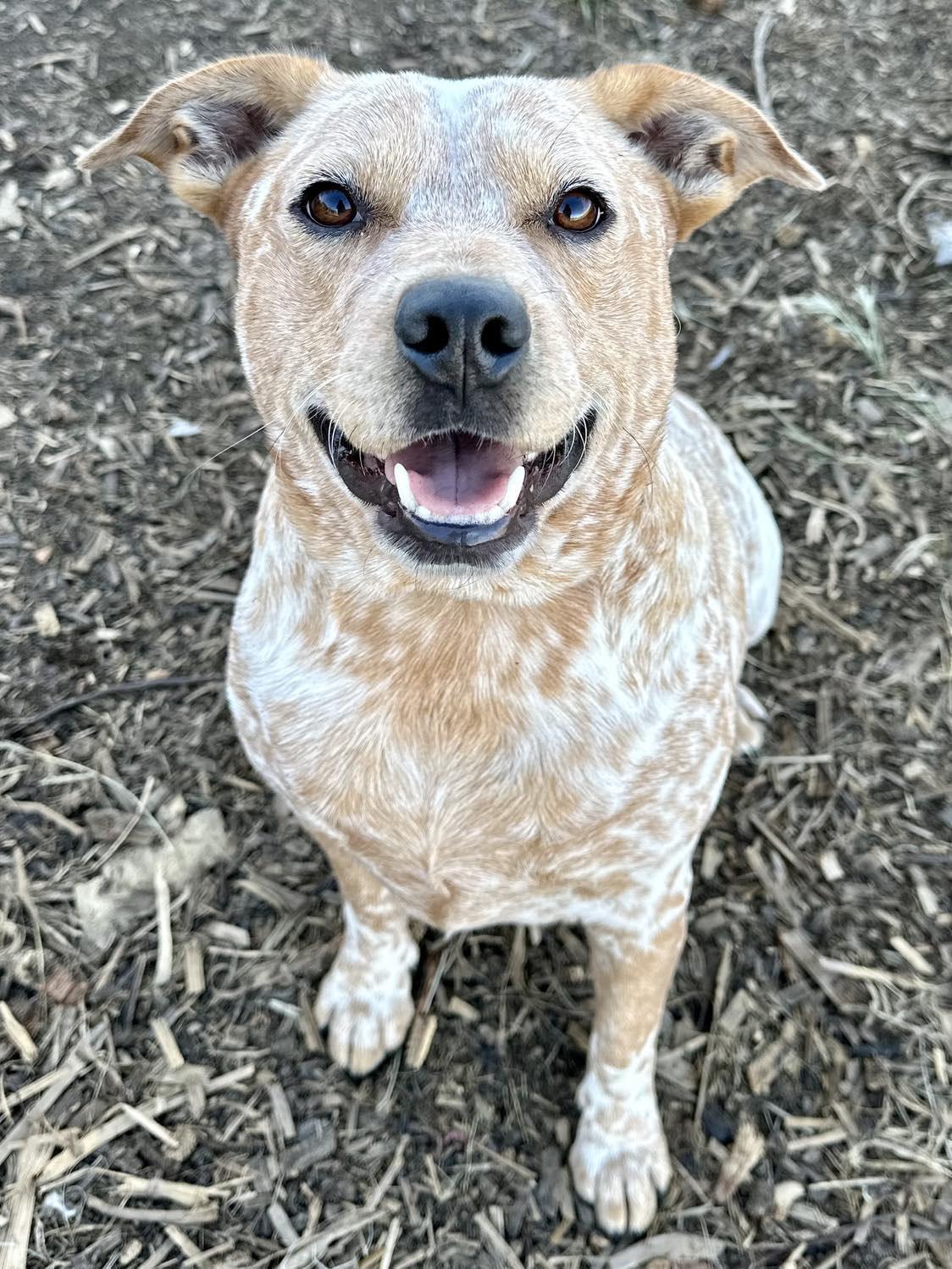 Enlarge Fritz, a Adoptable mixed breed in Whitewright, TX image 6/6