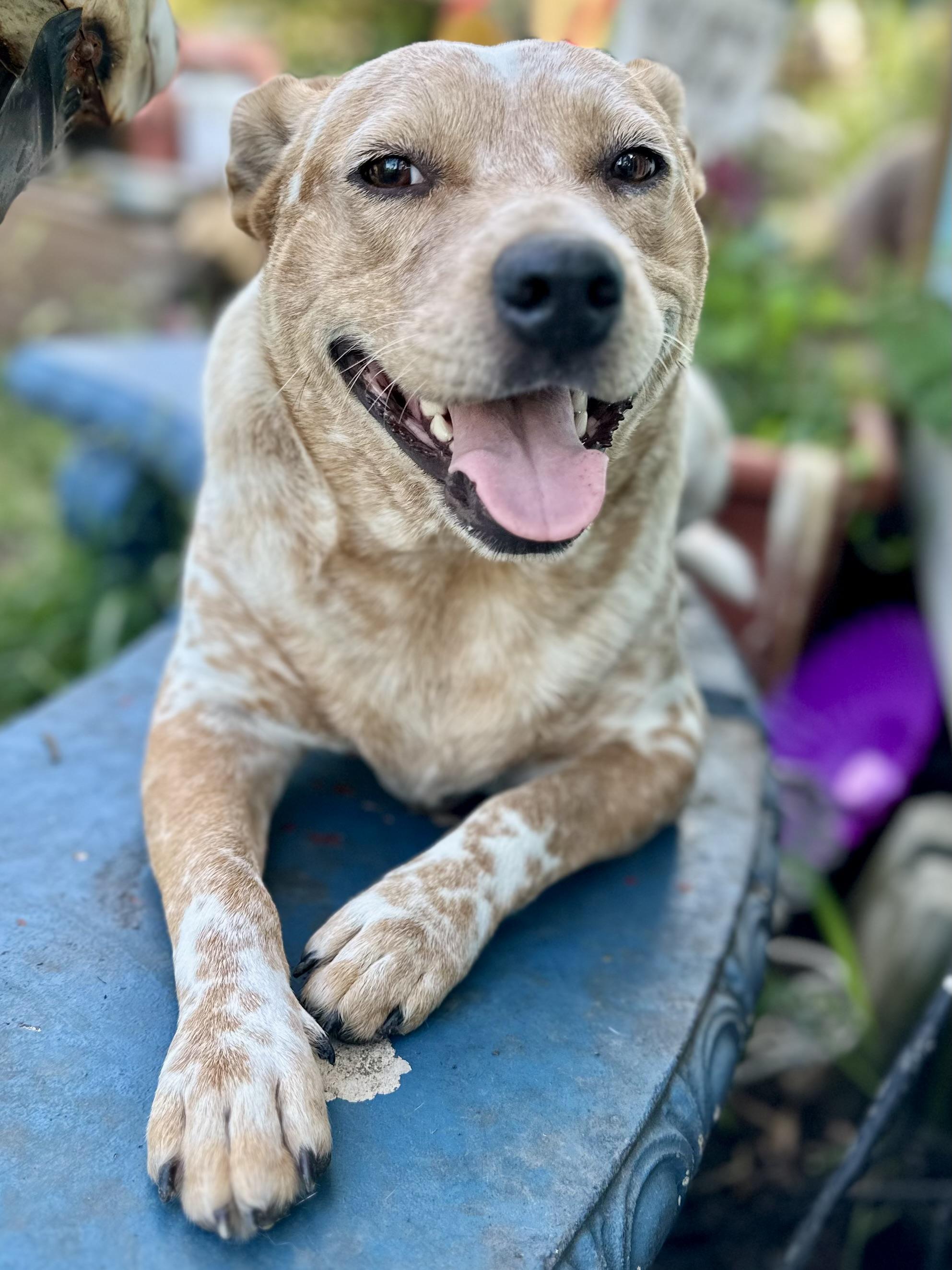 Enlarge Fritz, a Adoptable mixed breed in Whitewright, TX image 3/6
