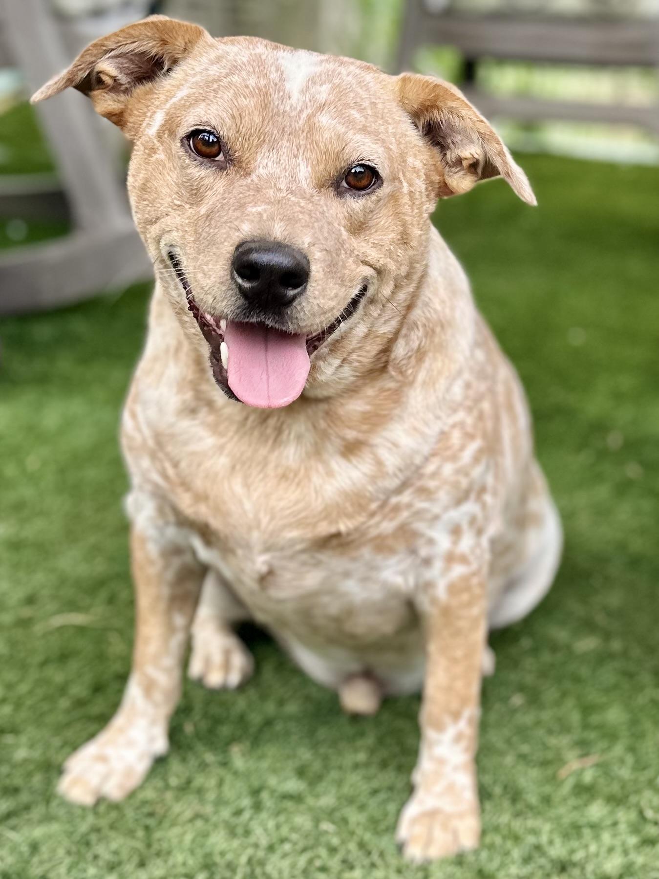 Fritz, Adoptable, Adult Male Australian Cattle Dog / Blue Heeler.