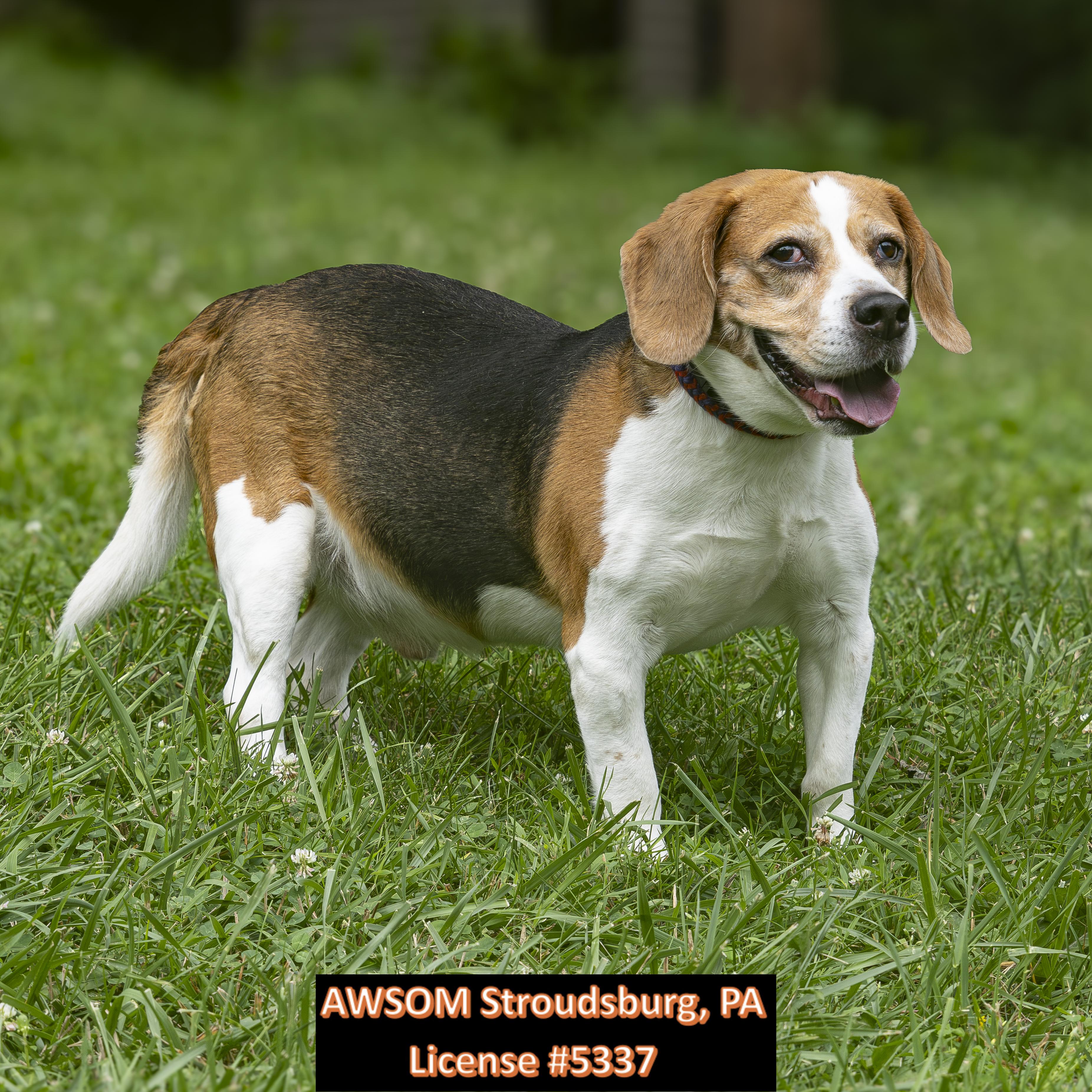 Griffey, ADOPTABLE, Senior Male Beagle.