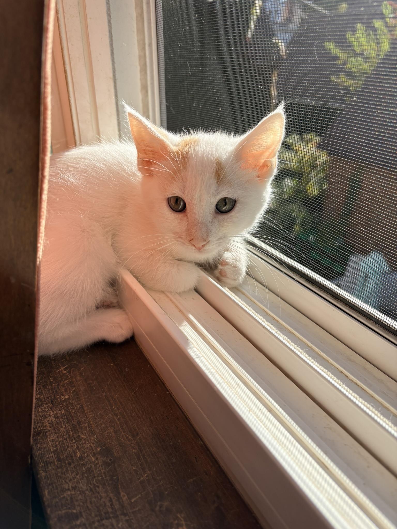 Enlarge Spiderman, a Adoptable Domestic Short Hair in Kalamazoo, MI image 2/2