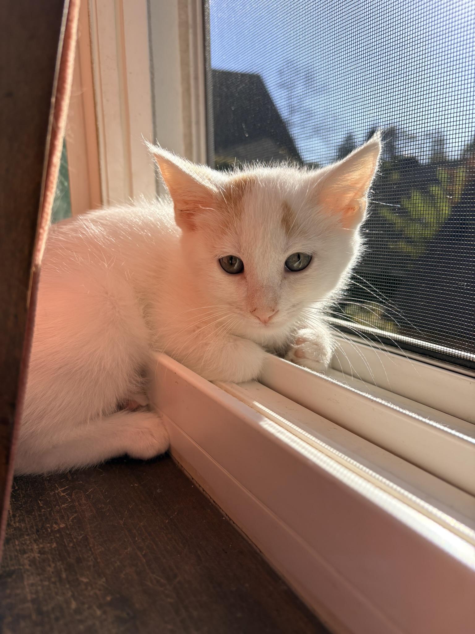 Spiderman, Adoptable, Kitten Male Domestic Short Hair.