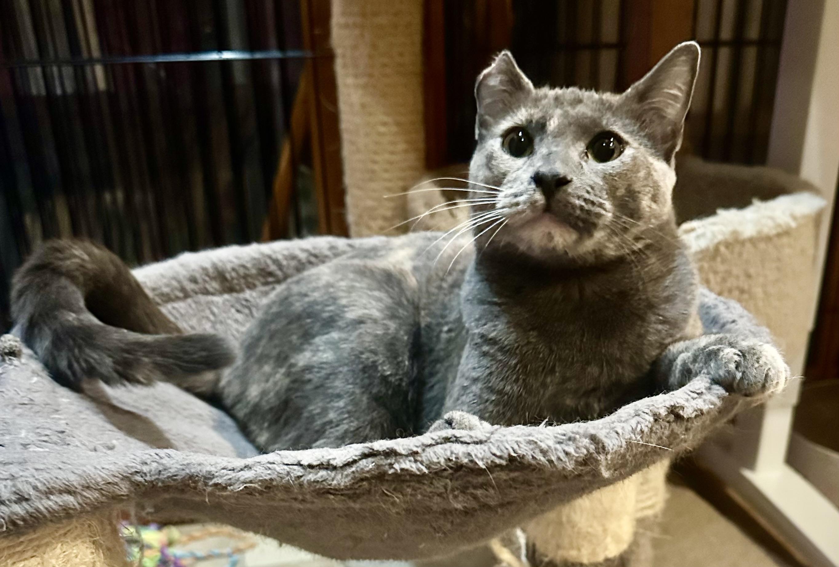 Jillian, adopted, Young Female Domestic Short Hair.