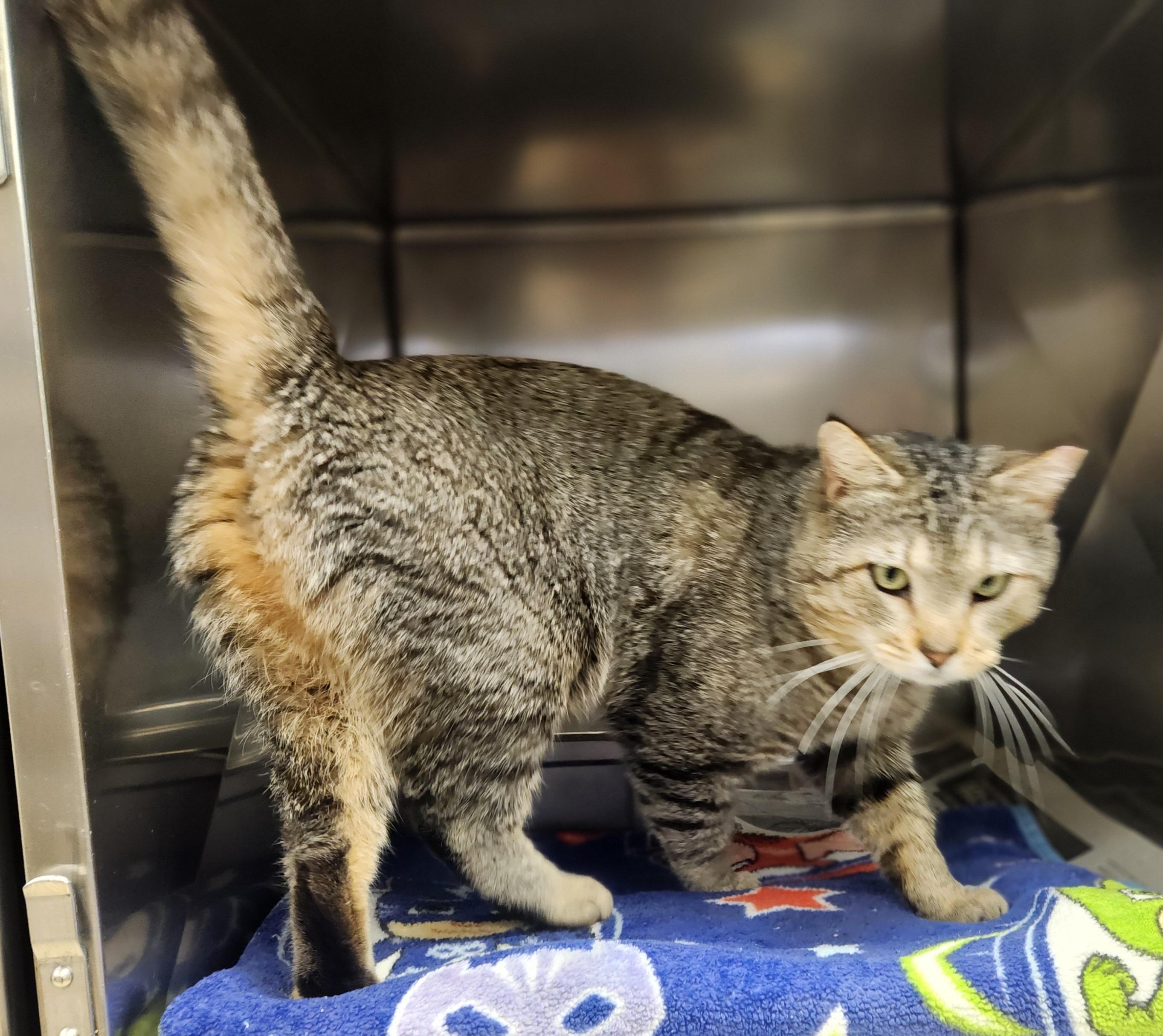 Phil , ADOPTABLE, Adult Male Domestic Short Hair.