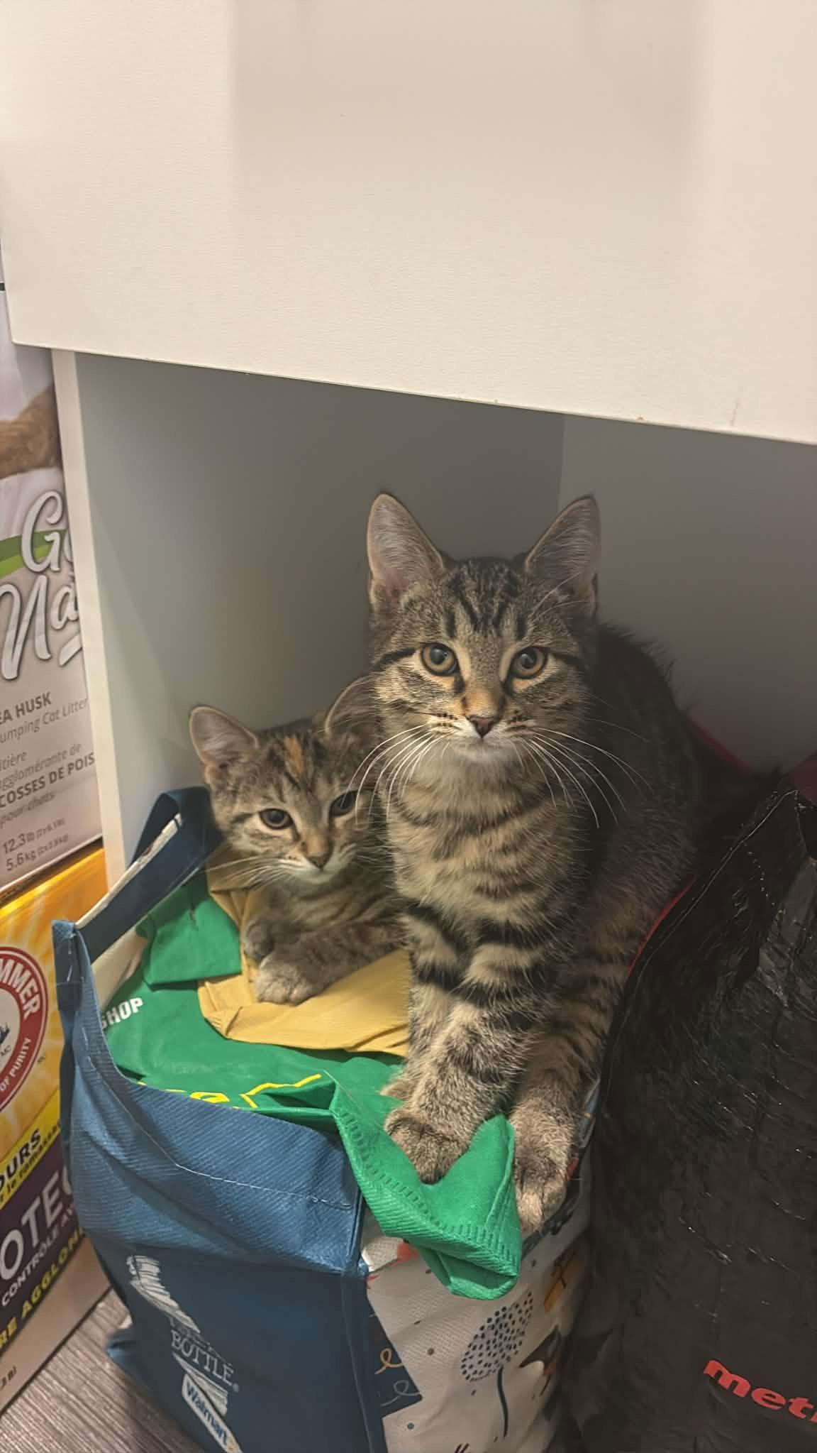 Figaro, Adoptable, Young Male Tabby.
