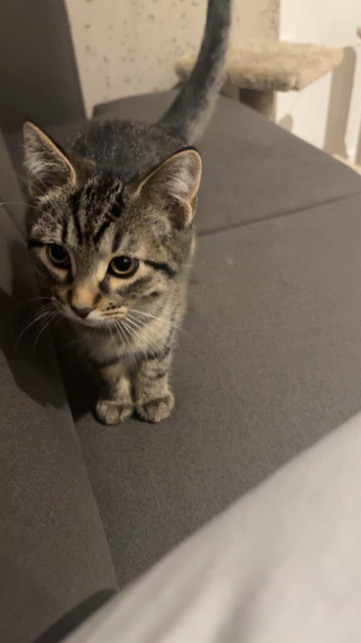 Enlarge Figaro, a Adoptable Tabby in Orleans, ON image 2/3