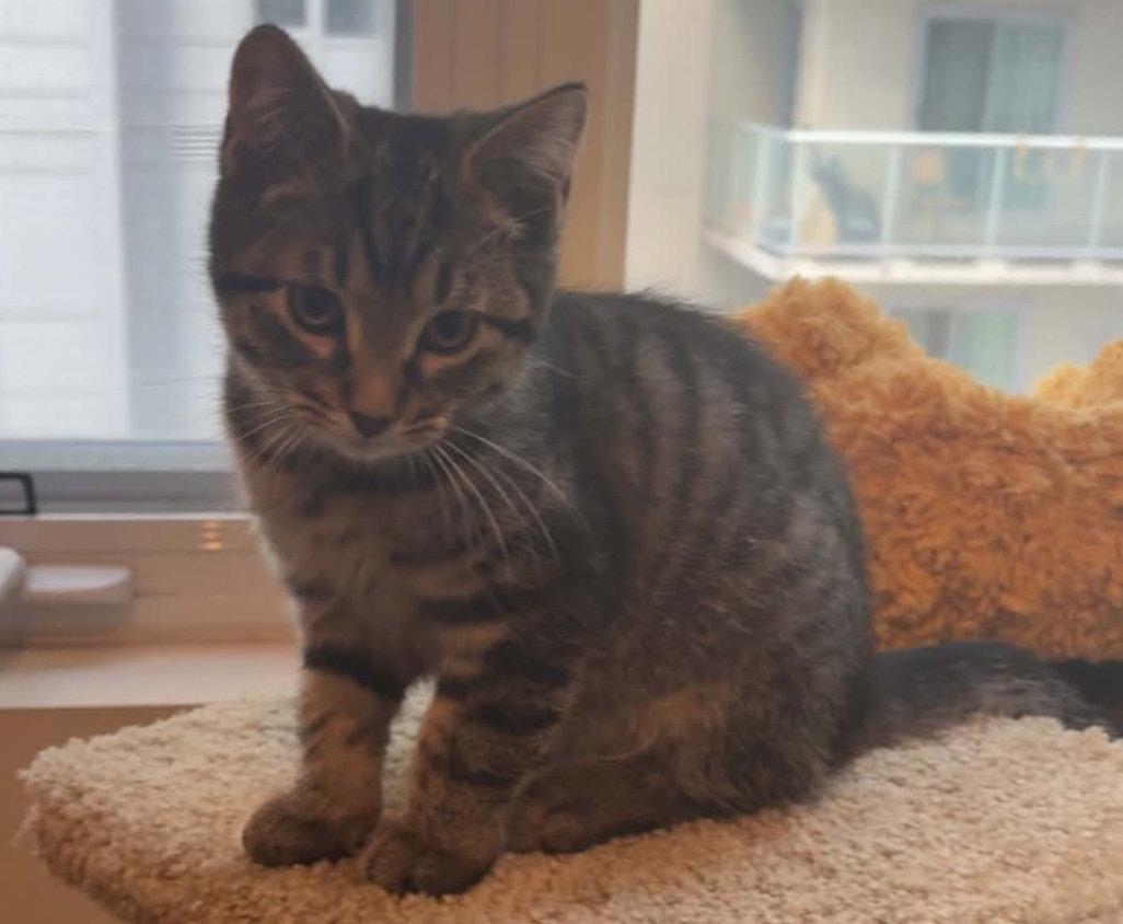 Enlarge Figaro, a Adoptable Tabby in Orleans, ON image 3/3