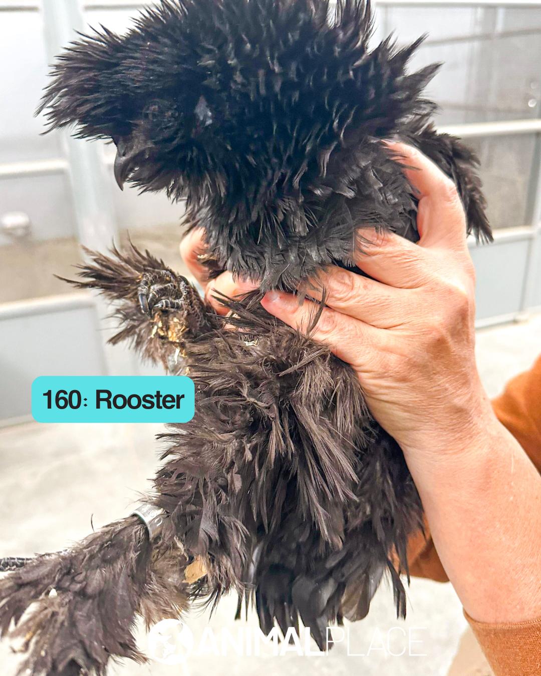 Enlarge Zagnut, a Adoptable Chicken in Petaluma, CA image 1/1