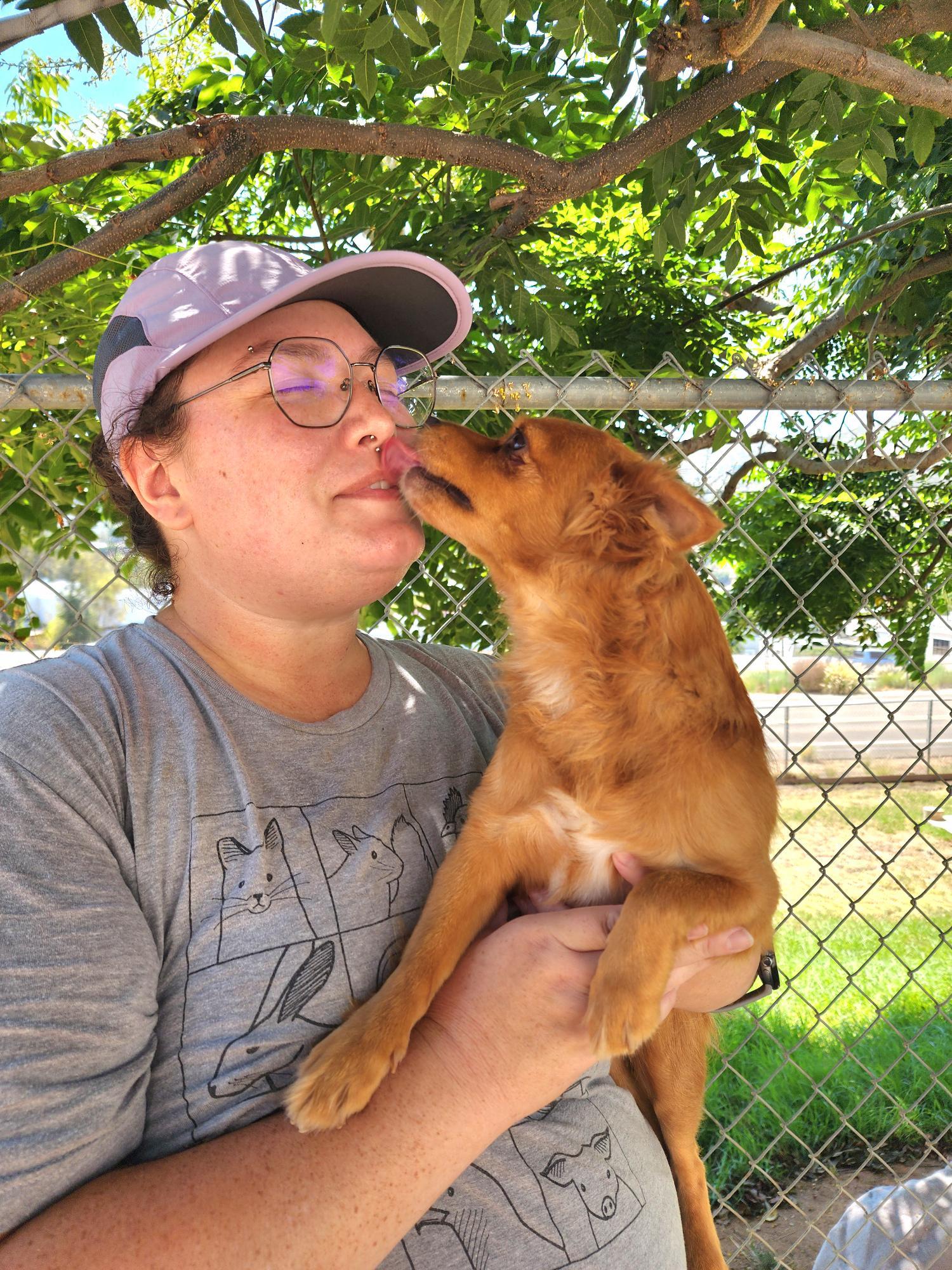 Enlarge Cheddar, an adopted mixed breed in El Cajon, CA image 4/4