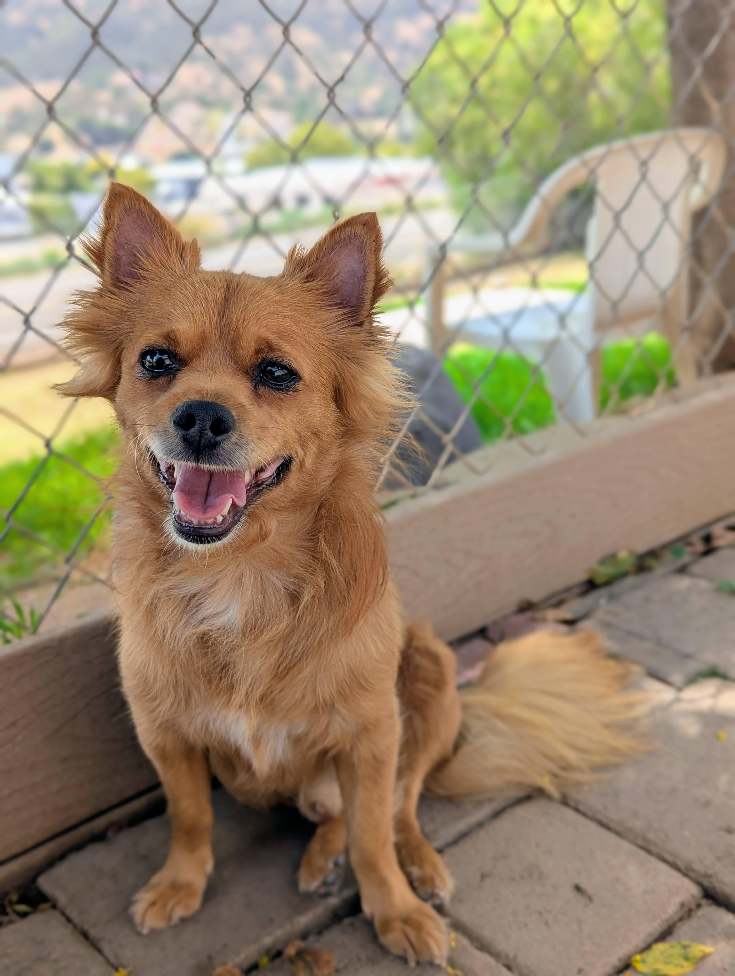 Enlarge Cheddar, an adopted mixed breed in El Cajon, CA image 3/4