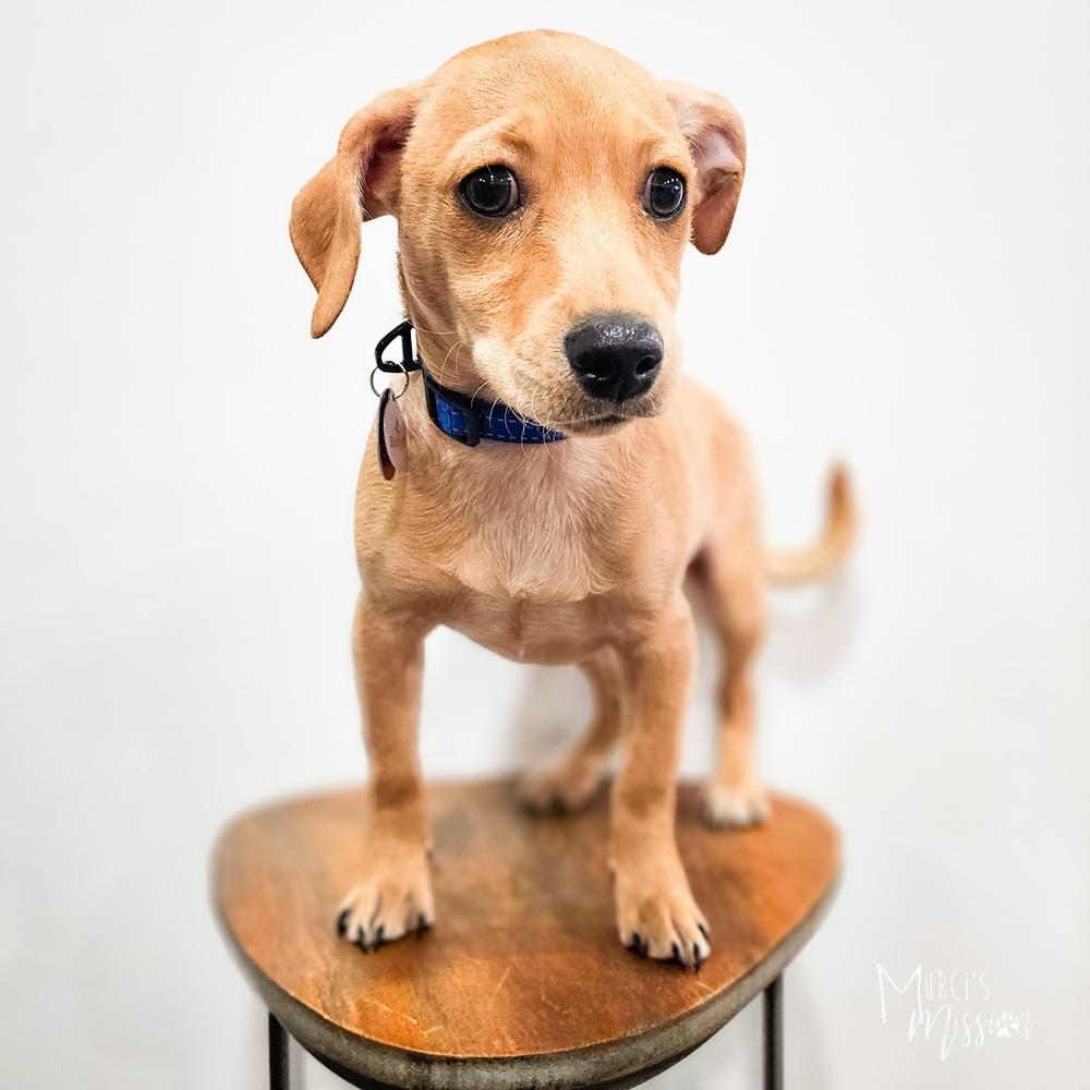 Ozzy, Adoptable, Young Male Chihuahua.