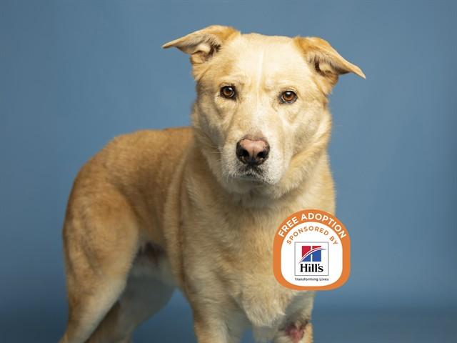 FABIO, Adoptable, Adult Male Labrador Retriever & Chow Chow.
