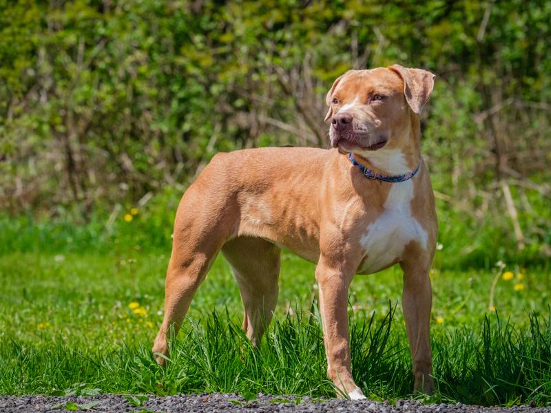 Cutie Patootie, a ADOPTABLE mixed breed in Pointe-Fortune, QC image 2/4