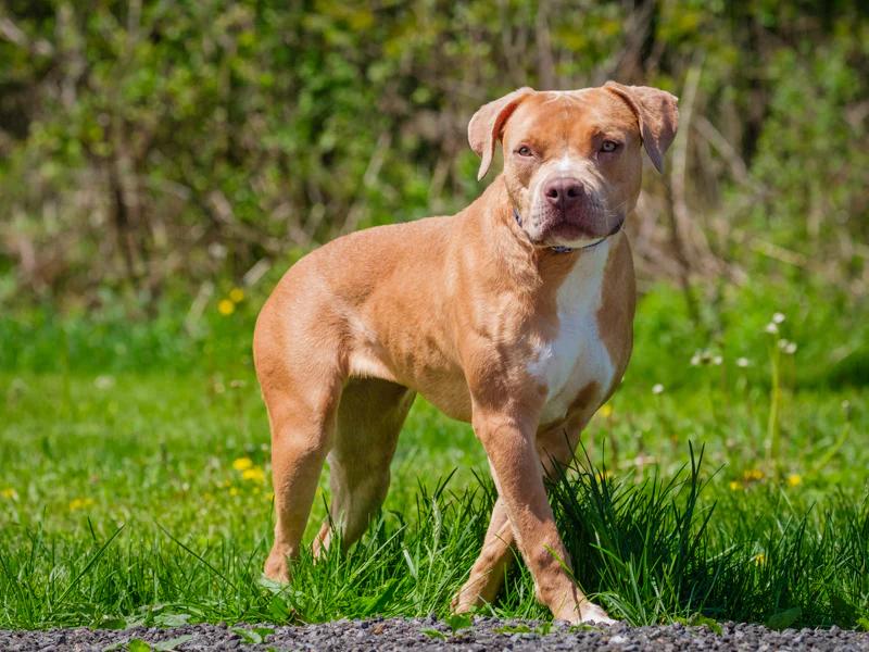 Cutie Patootie, a ADOPTABLE mixed breed in Pointe-Fortune, QC image 4/4