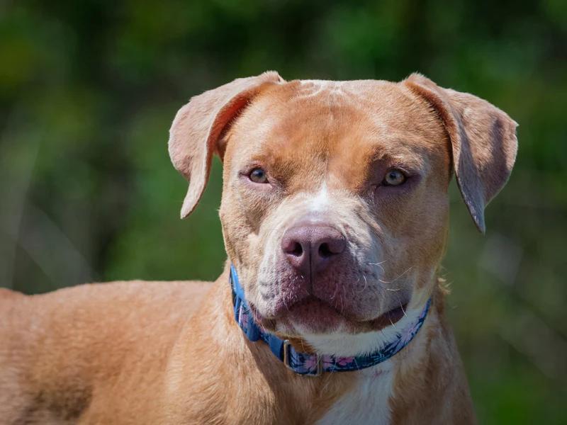 Cutie Patootie, a ADOPTABLE mixed breed in Pointe-Fortune, QC image 1/4