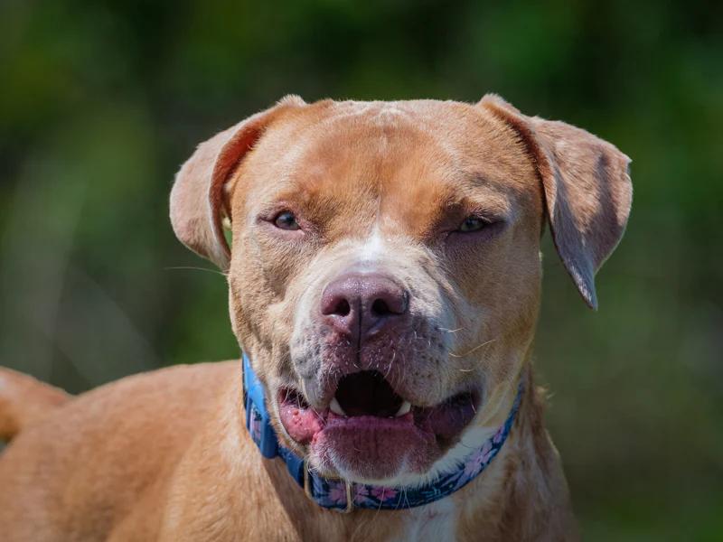 Cutie Patootie, a ADOPTABLE mixed breed in Pointe-Fortune, QC image 3/4