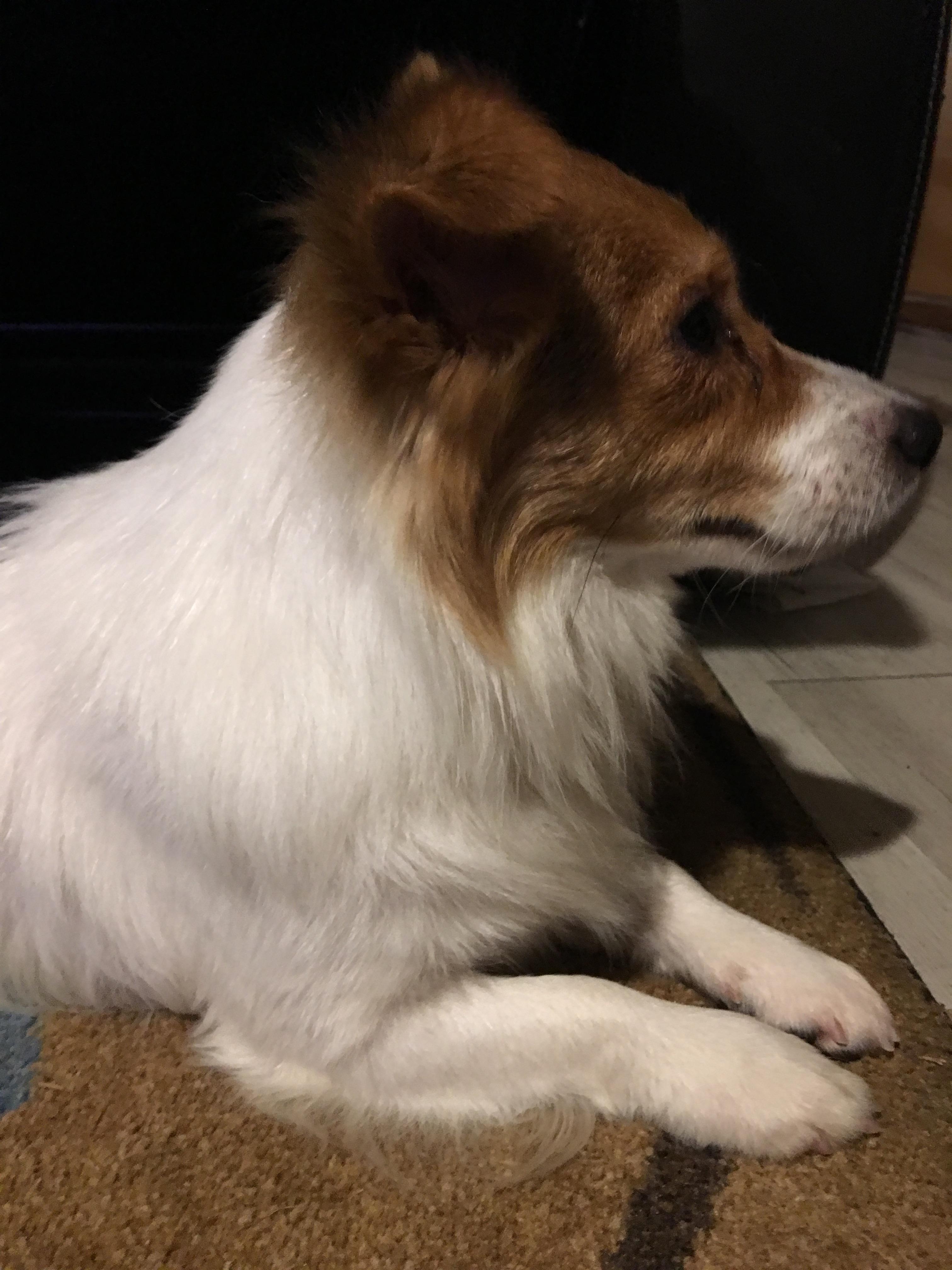 Enlarge ROSCO, an adopted mixed breed in Brattleboro, VT image 3/4