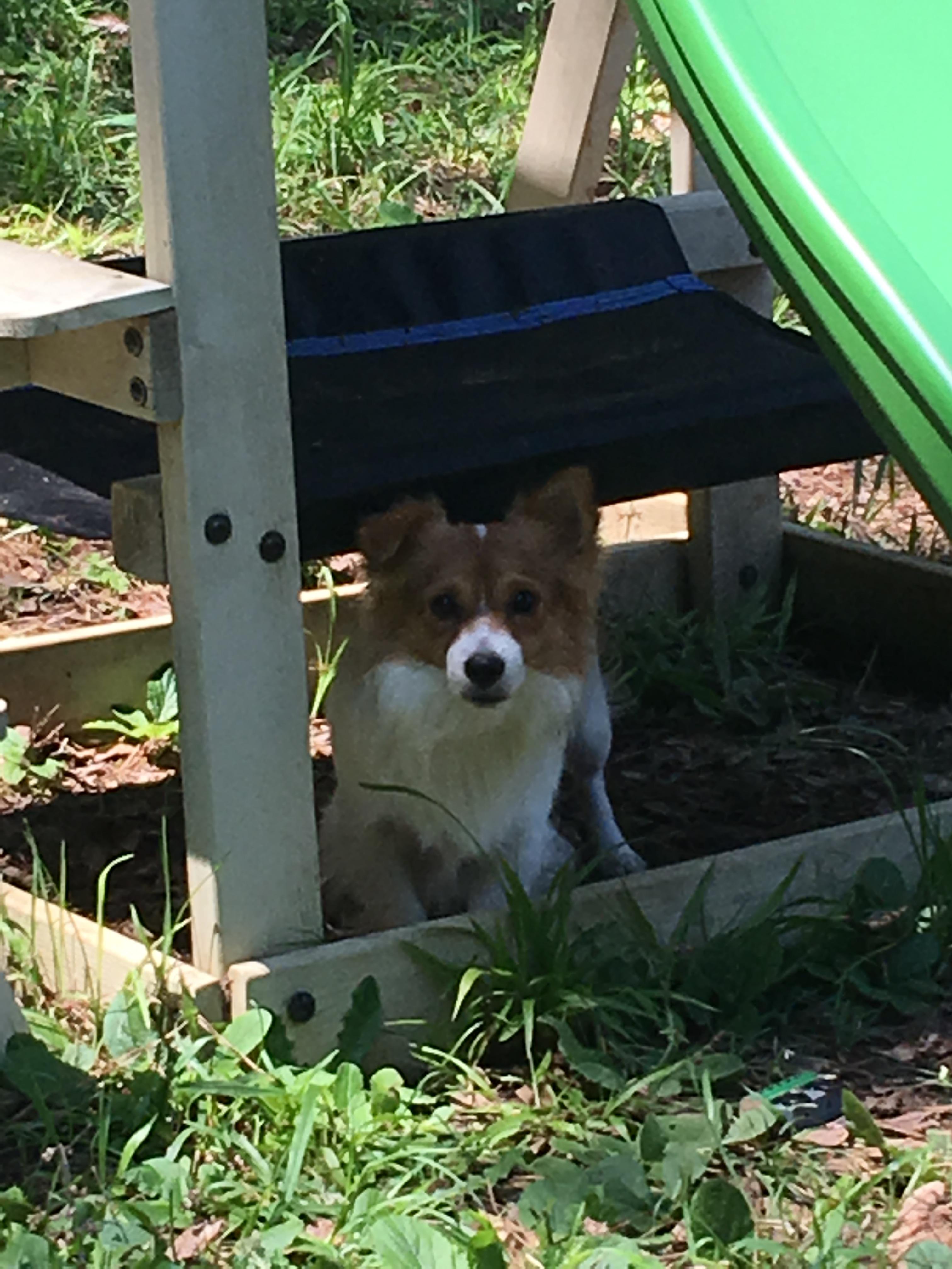 Enlarge ROSCO, an adopted mixed breed in Brattleboro, VT image 2/4