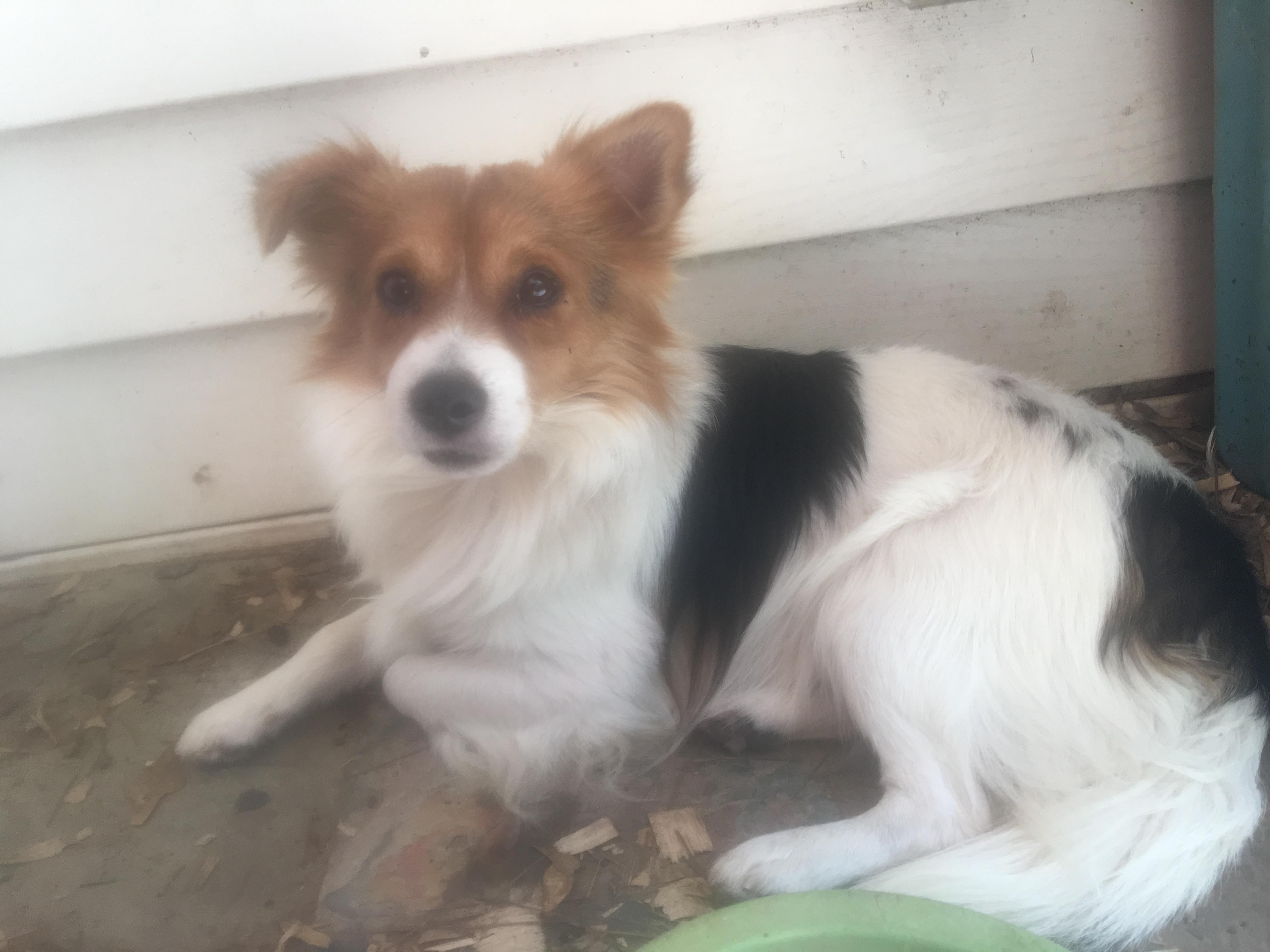 Enlarge ROSCO, an adopted mixed breed in Brattleboro, VT image 1/4