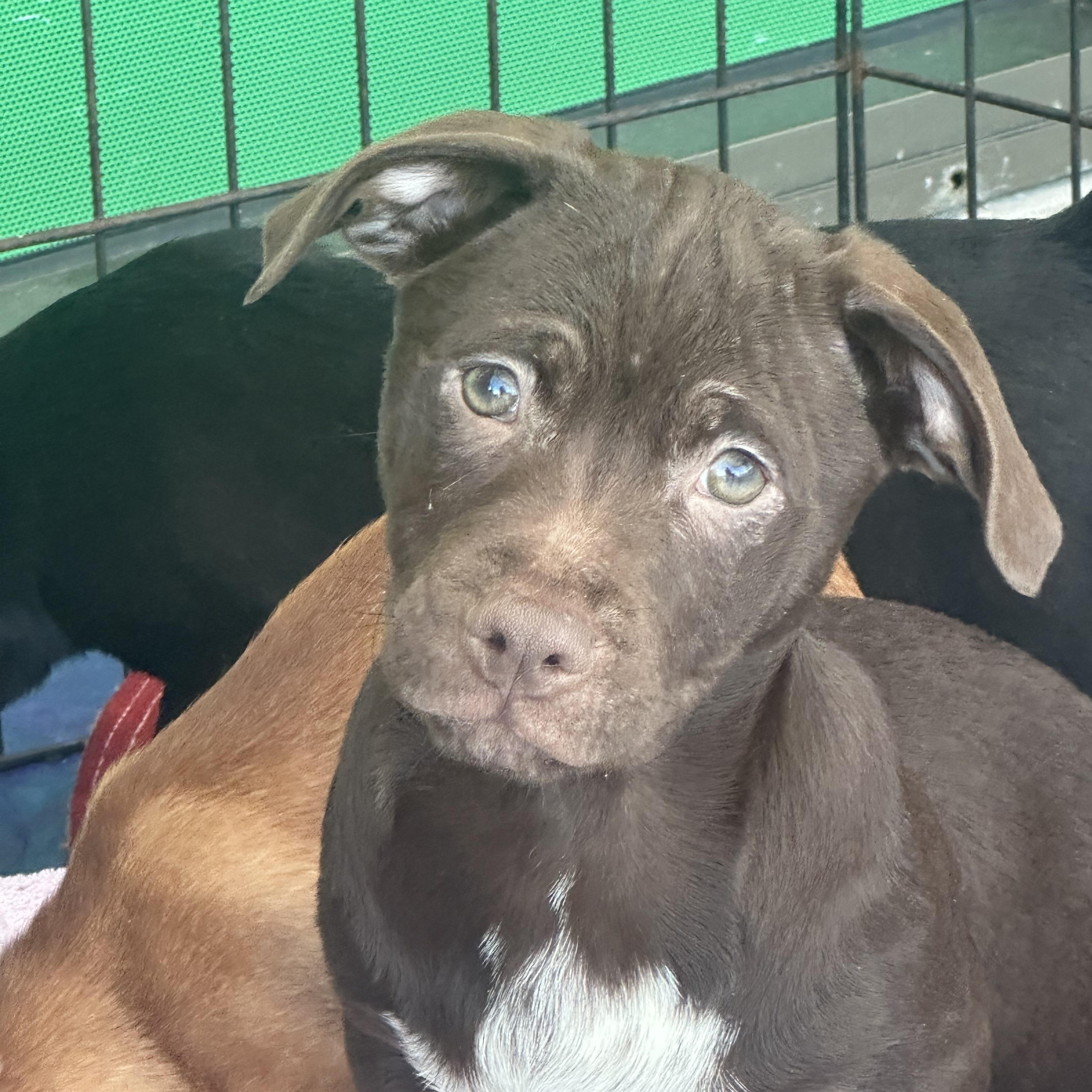 Enlarge Coco, an adopted mixed breed in La Palma, CA image 1/2