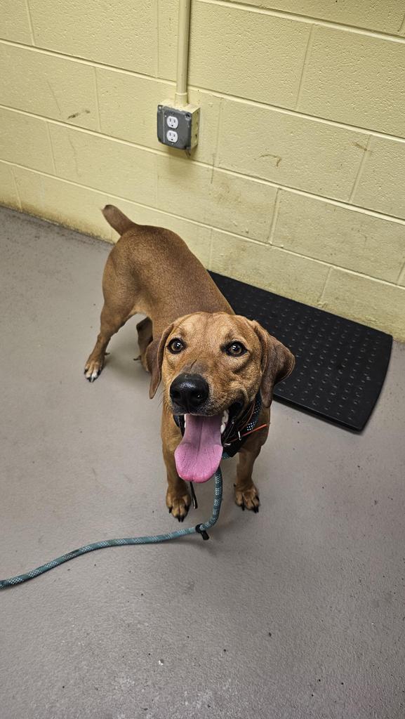 Rodney, Adoptable, Young Male Mountain Cur.