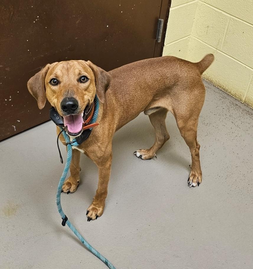 Rodney, a Adoptable Mountain Cur in Crossville, TN image 2/2