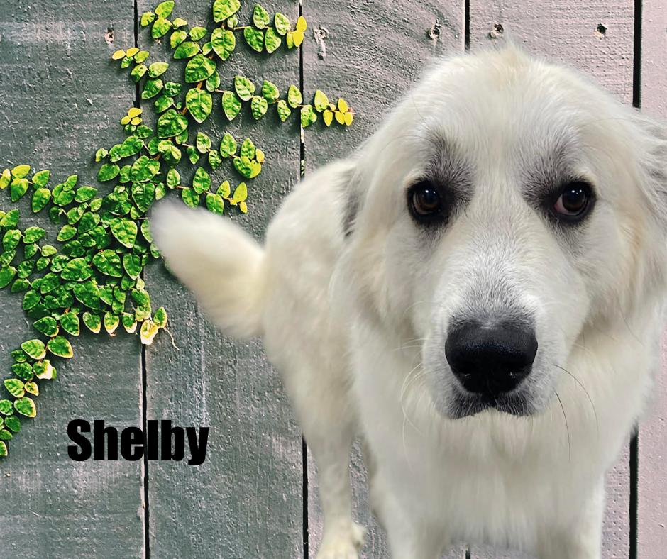 Enlarge Jack & Shelby, a ADOPTABLE Great Pyrenees in Marshville, NC image 2/3