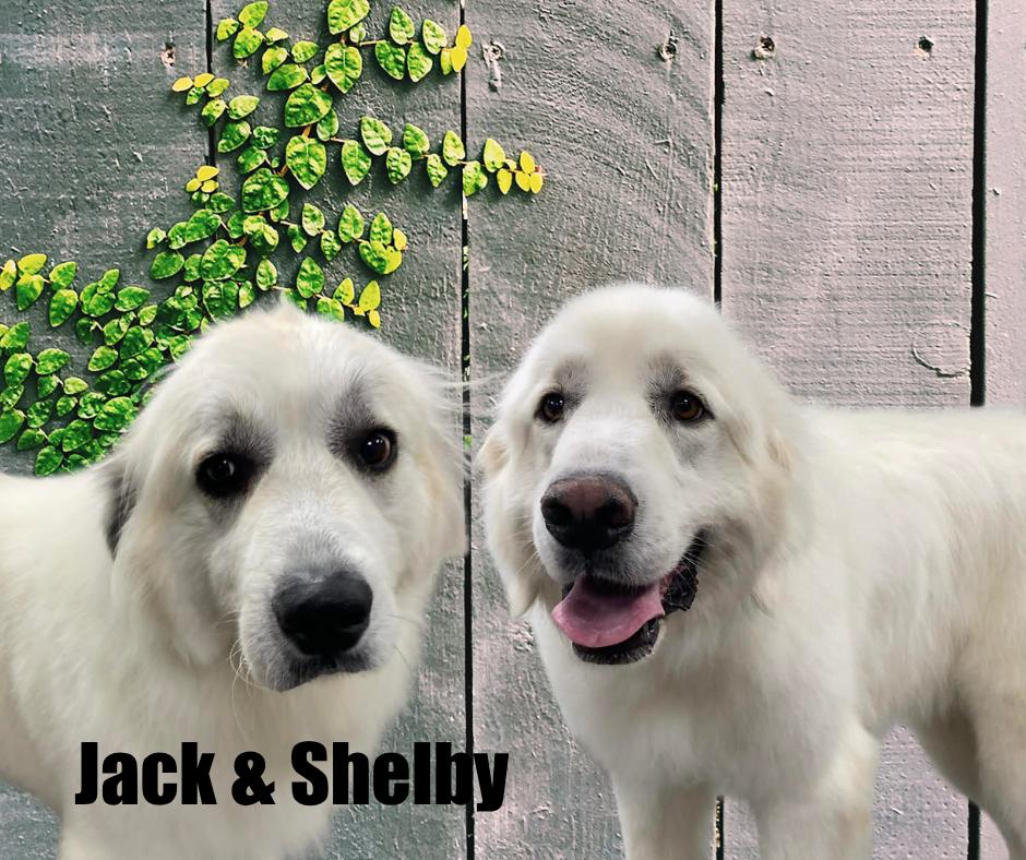 Jack & Shelby, ADOPTABLE, Adult Male Great Pyrenees.