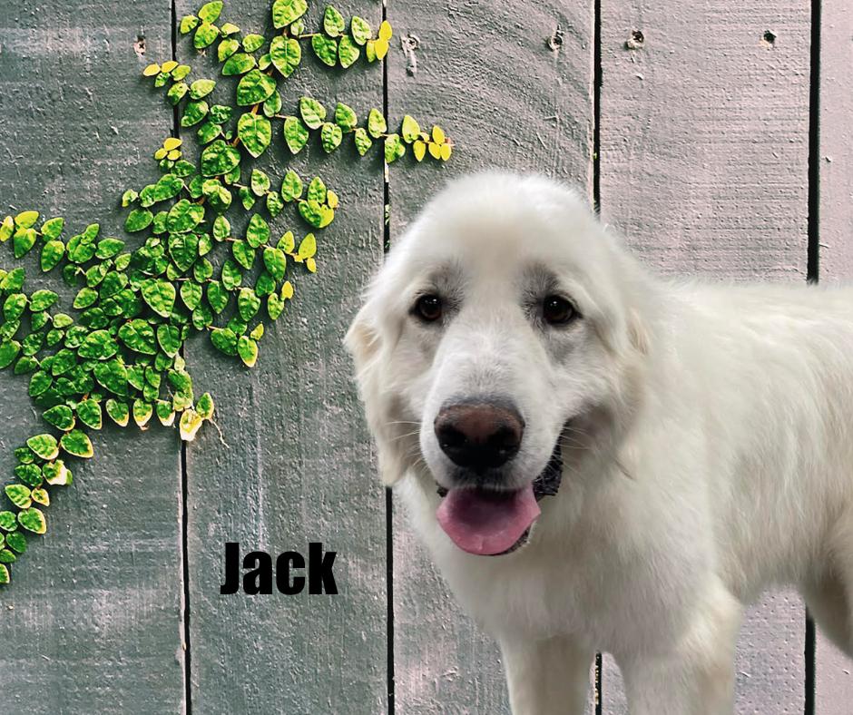 Enlarge Jack & Shelby, a ADOPTABLE Great Pyrenees in Marshville, NC image 3/3