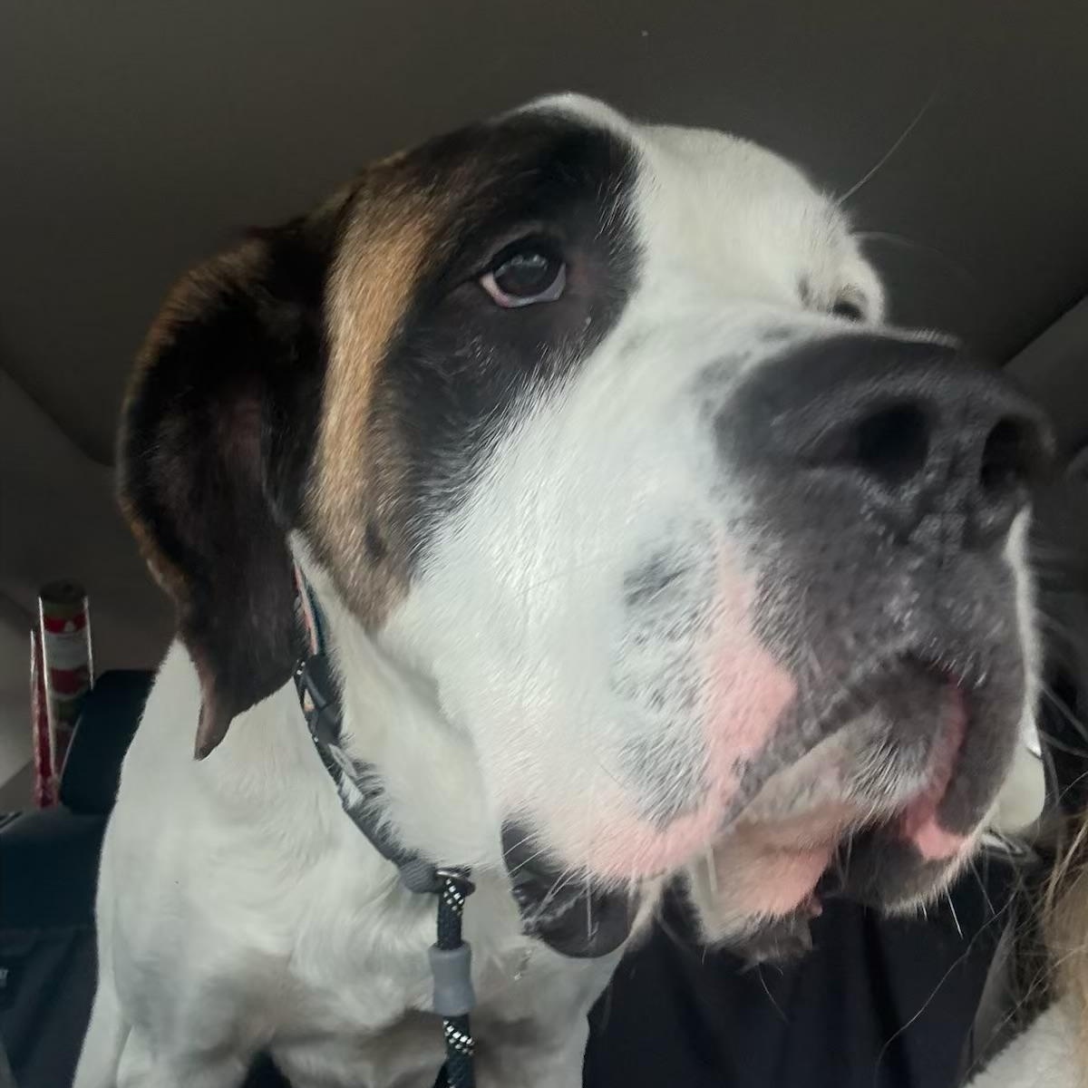 Nick, ADOPTABLE, Young Male Saint Bernard & Great Dane.