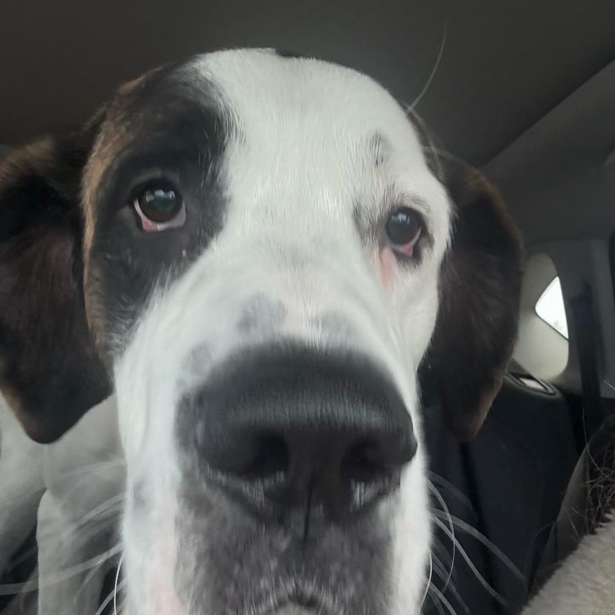 Enlarge Nick, a ADOPTABLE mixed breed in Hindsboro, IL image 2/5