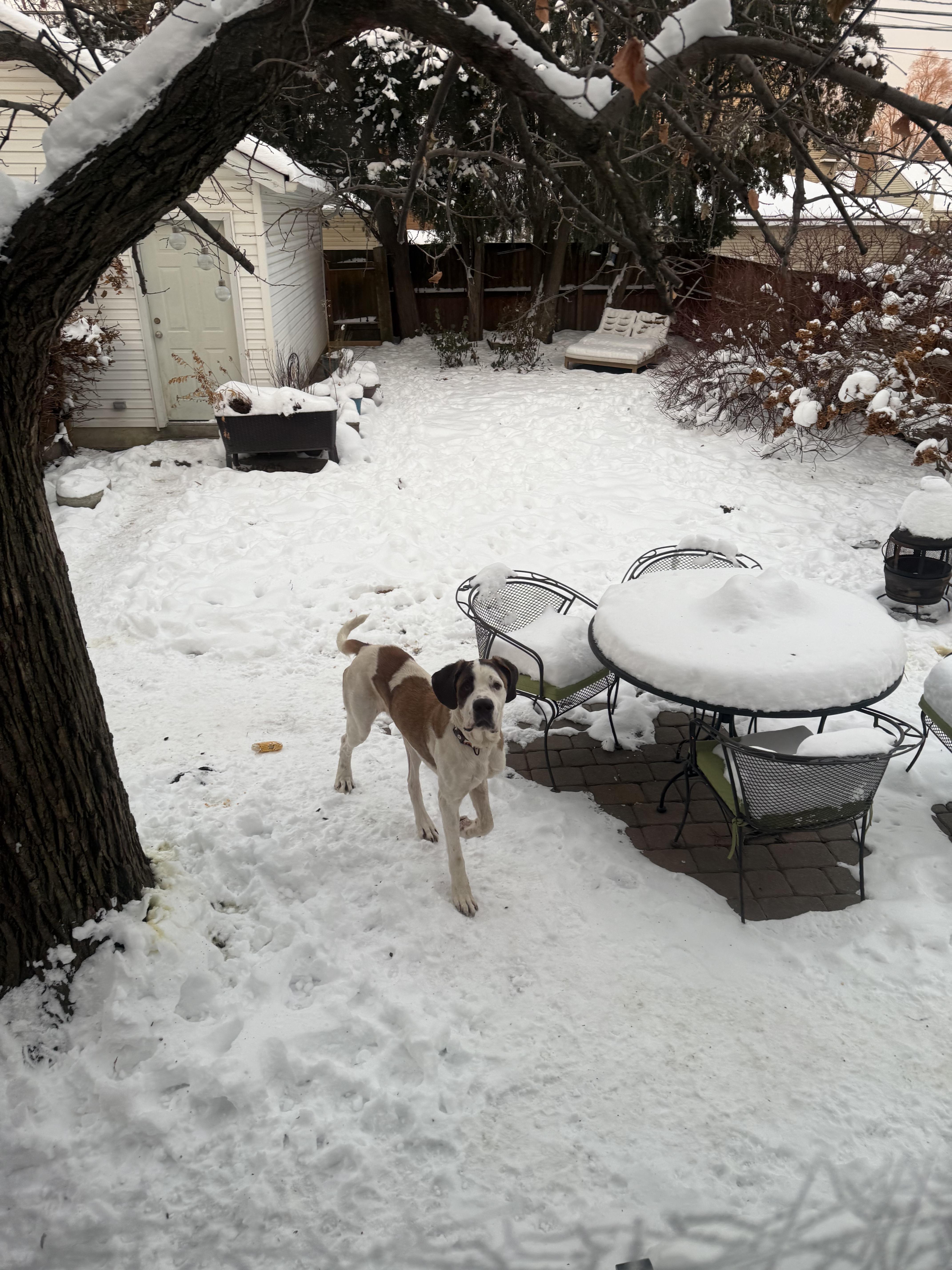 Enlarge Nick, a ADOPTABLE mixed breed in Hindsboro, IL image 3/5